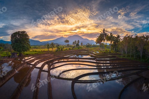 Preview: Beautiful morning view indonesia panorama landscape paddy fields