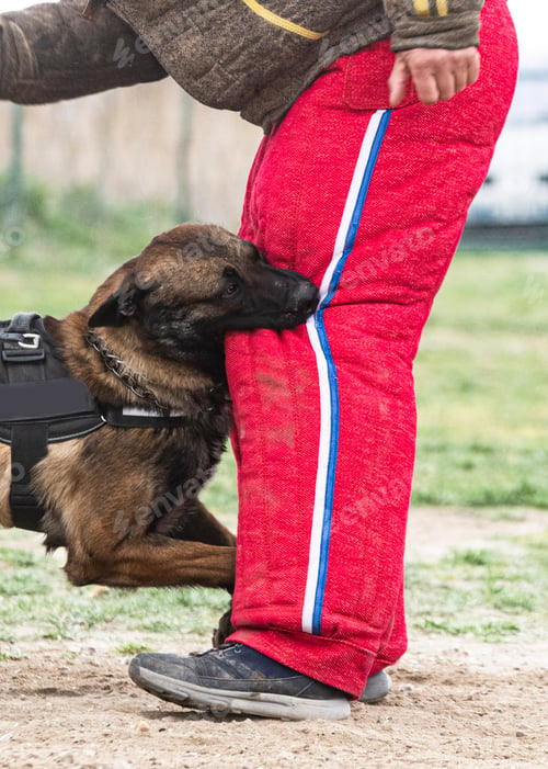 Preview: training of belgian shepherd