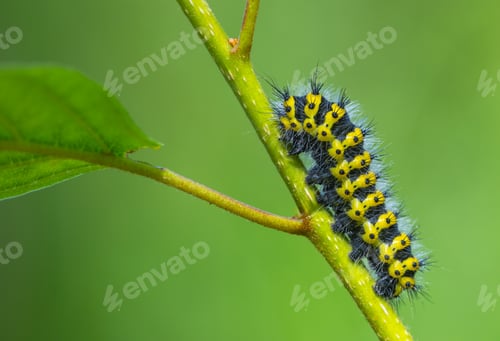 Preview: An eyecatching Caterpillar rests on a lush green Leaf in its original environment. Cerura vinula