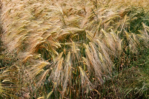 Preview: ears of wheat, the golden ripe field of wheat