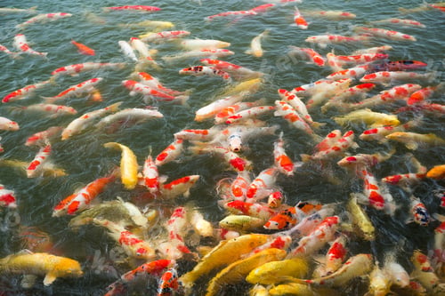 Preview: Koi fish in water pond
