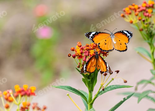Preview: Plain Tiger butterflies on milkweed in a field