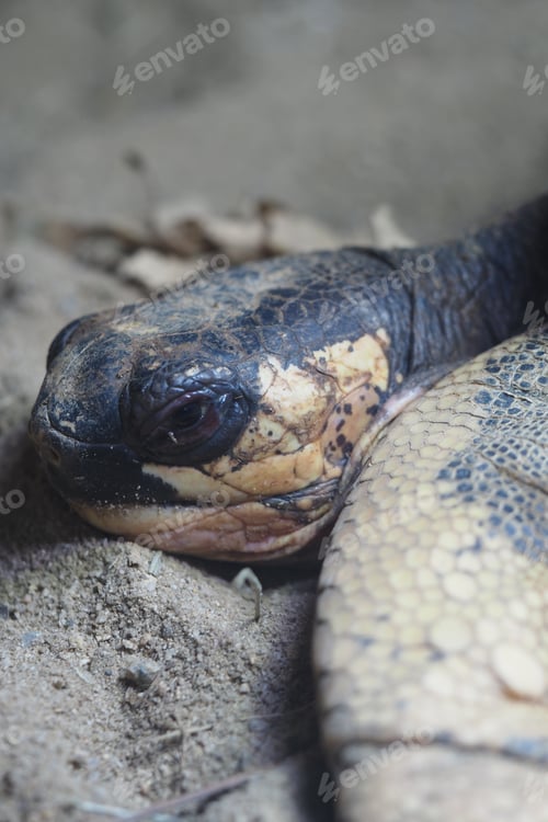 Preview: Large turtle resting on the ground in a natural habitat