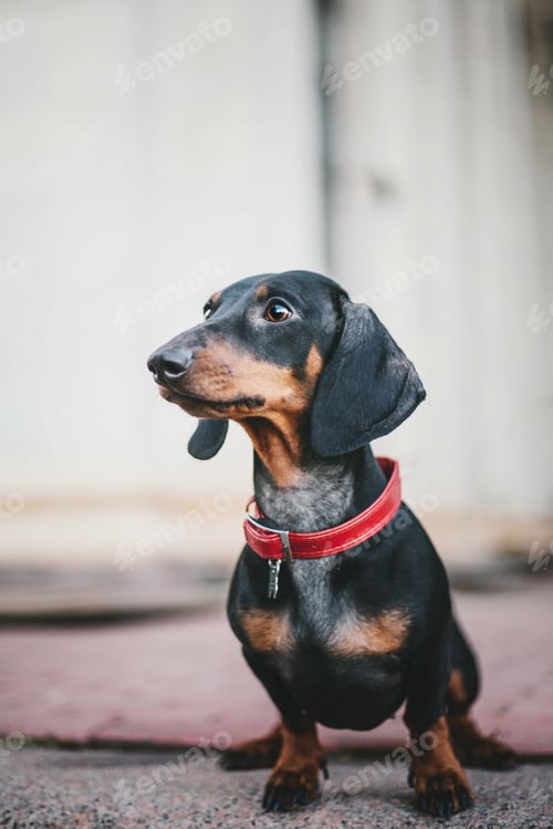 Preview: Dachshund dog in park. Cute pets. Small dog