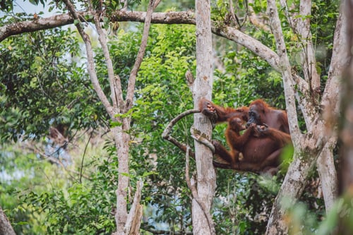 Preview: Orangutans