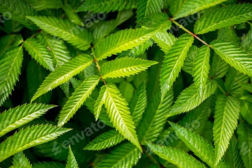 Preview: Green leaves of roseleaf bramble bush close-up. Exotic plants. Green leaves background.