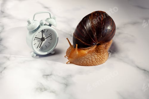 Preview: The Achatina snail and alarm clock on the table. Dinner time. Hypoallergenic exotic pet