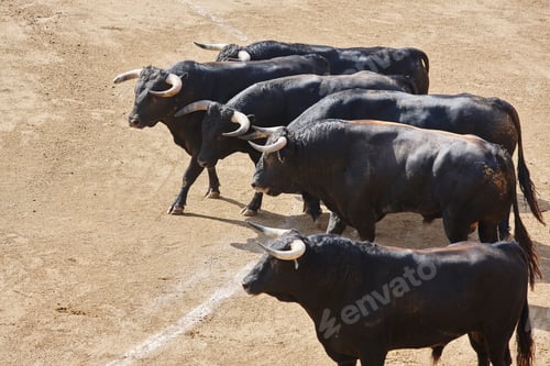 Preview: Fighting bulls in the arena. Bullring. Toro bravo. Spain. Horizontal
