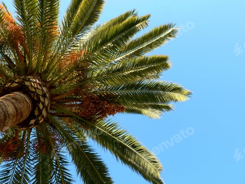 Preview: Closeup on green leaves of a date palm and blue sky background.