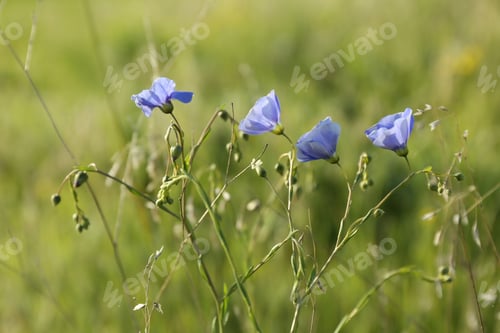 Preview: Beautiful flowers growing in meadow on sunny day