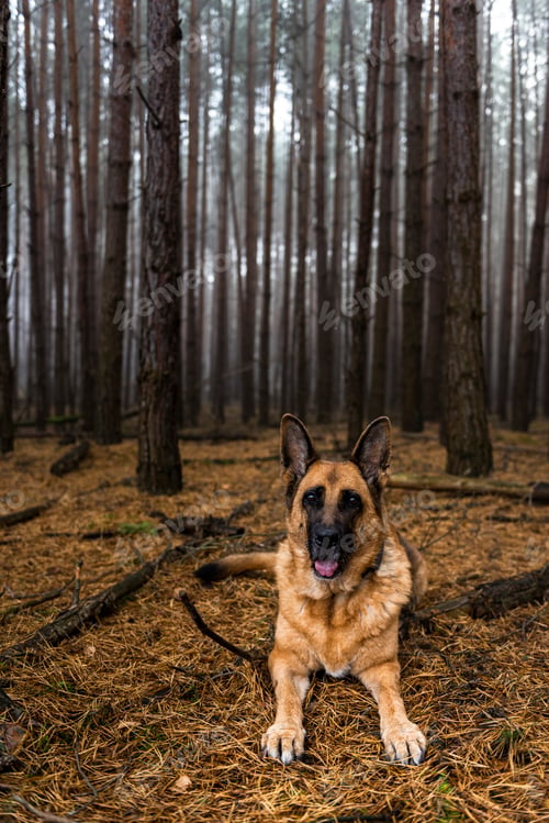 Preview: Senior Dog German Shepherd Portrait in Forest