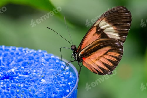 Preview: Close up of a butterfly perched on a nectar feeder