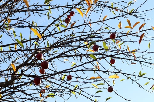 Preview: apples left on the tree in autumn