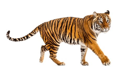 Preview: Tiger isolated