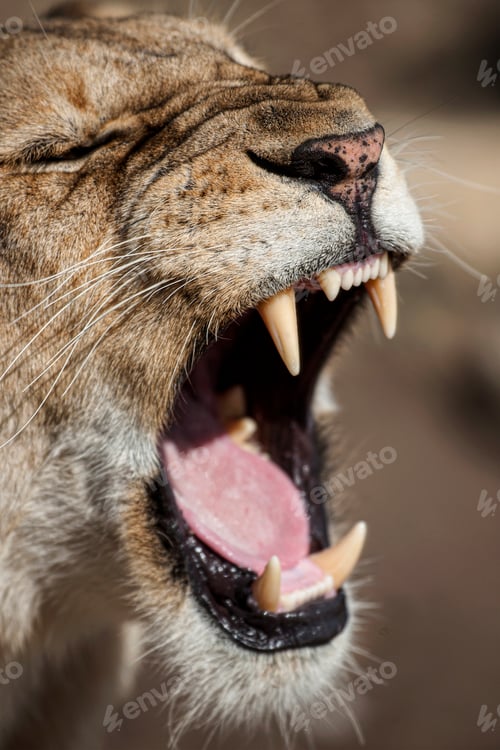 Preview: Lioness yawning showing teeth and tongue in africa