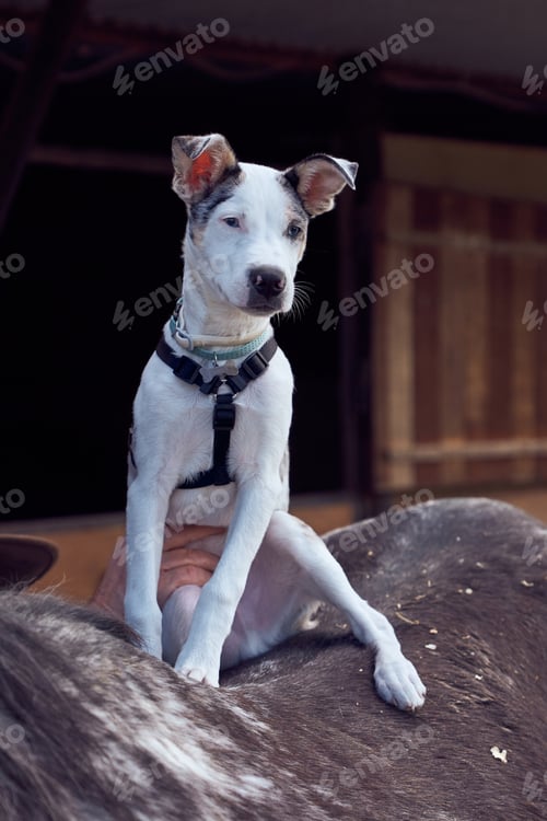 Preview: Border collie puppy on the back of a horse and looking at his master