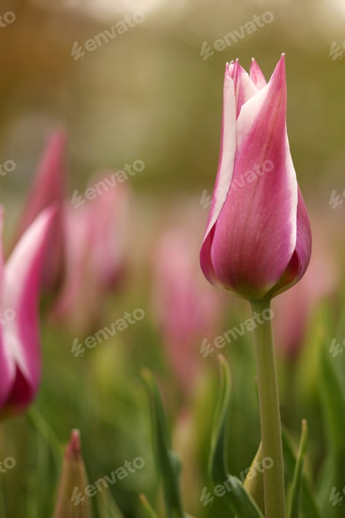Preview: Tulip Garden