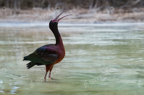 Preview: White-faced Ibis bird (Plegadis chihi)