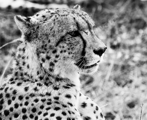 Preview: A Best wildlife safari in the world