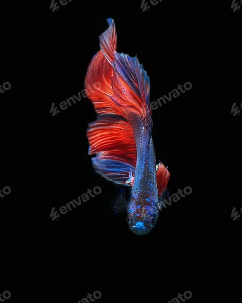 Preview: Betta fish