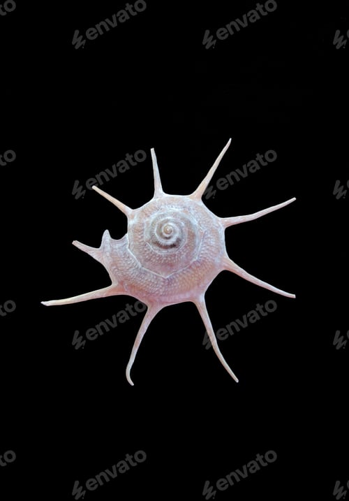 Preview: Sea shell