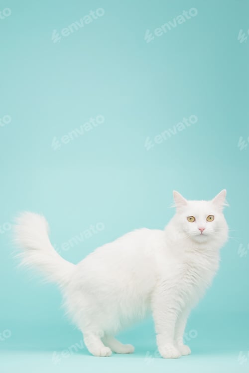 Preview: White turkish angora cat standing on turquoise background