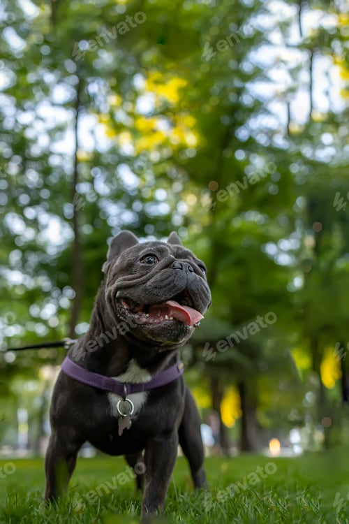 Preview: dog training french bulldog stands in the park with his tongue hanging out