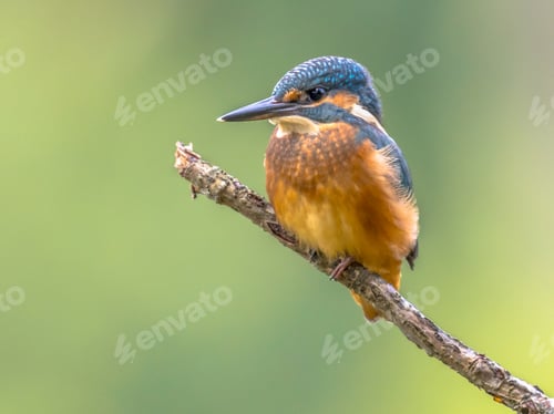 Vorschau: Europäischer Eisvogel sitzt auf einem Stock