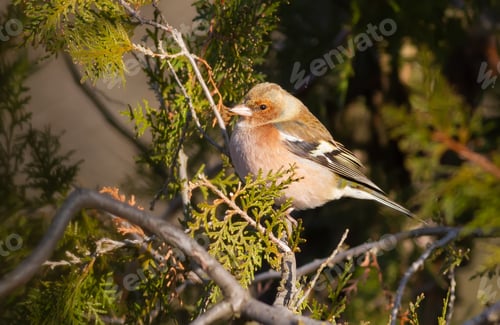 Preview: Common chaffinch, Fringilla coelebs. A bird sits on a branch of a thuja