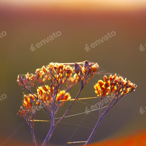 Preview: Dried flowers and plants on a background sunset.