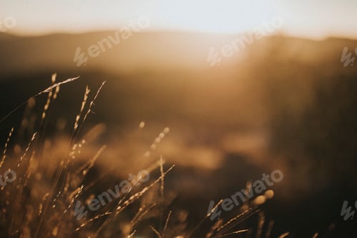 Preview: Nature landscape