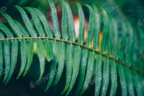 Preview: Macro of green plant leaf