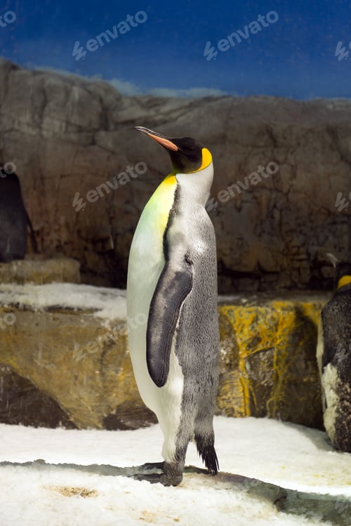 Preview: Penguin standing on Ice