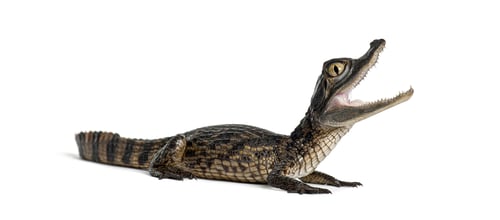 Preview: Baby spectacled caiman opening mouth on white background