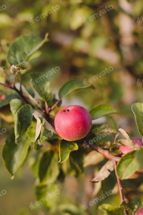 Preview: Organic apples. Fruit without chemical spraying. Autumn day. Rural garden. Ripe red apple on a tree
