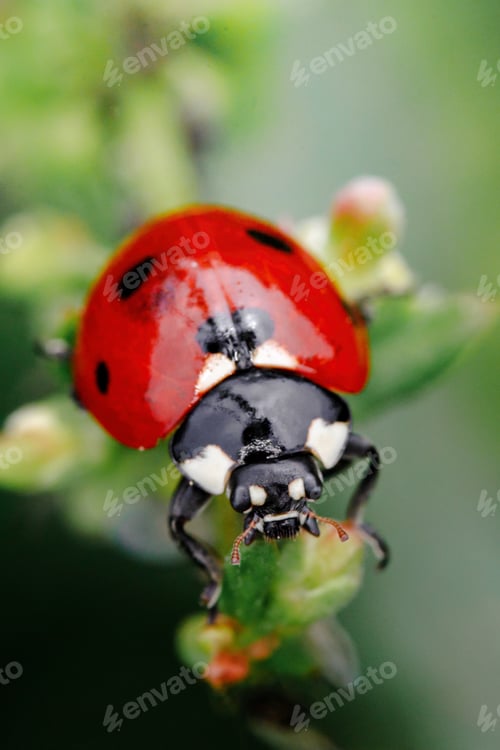Preview: Green grass with ladybug. Beautiful nature background with morning fresh grass and ladybug.
