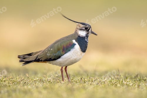 Preview: Northern Lapwing Display Behaviour