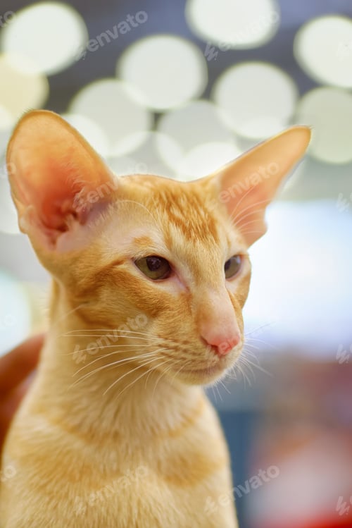 Preview: Young red oriental cat
