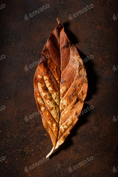 Preview: dark moody faded brown autumn leaf background, fall decay