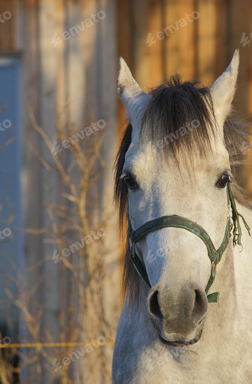 Preview: arabian, horse, mare, stallion, riding