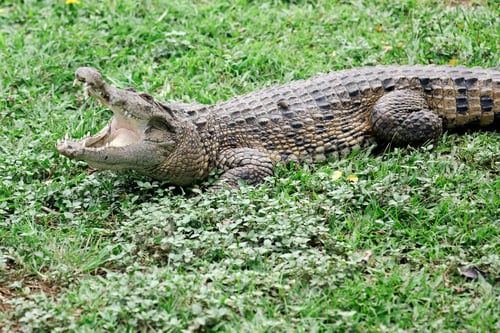 Preview: Crocodile