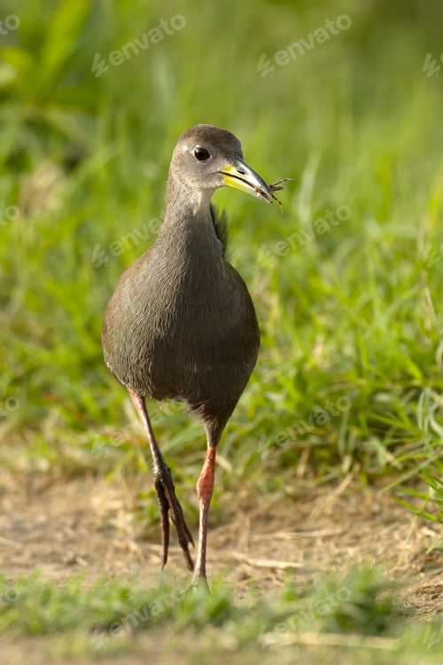 Preview: a bird standing in the grass near a path eating a worm