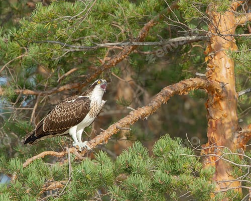 Preview: Selective focus of the brown beautiful Osprey bird perching on the pine tree's branch