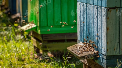 Preview: Ecological apiary in summer sunny day, Poland