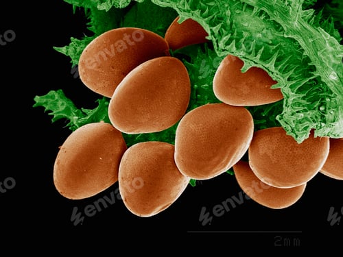 Preview: Magnified view of pollen grains nestled among leafy textures