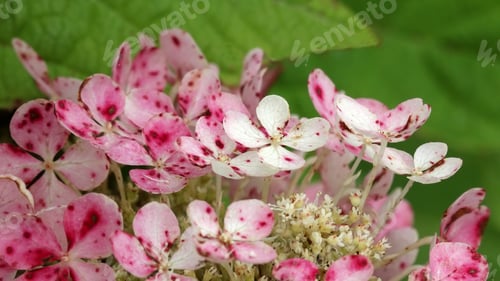 Preview: Pink And White Oak Leaf Hydrangea Flowers - Photograph Of Pink And White Spotted Oak Leaf Hydrangea