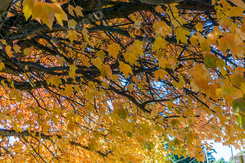 Preview: Autumn Leaves Burst With Color On A Street In Seatac, Washington.