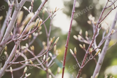 Preview: Different Plants Grow In The Park On A Sunny Day