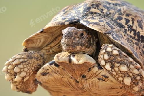 Preview: Leopard tortoise