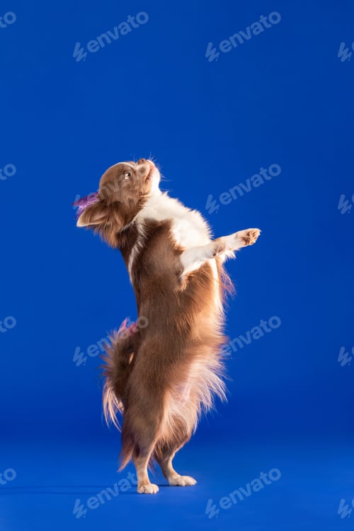 Preview: Small Dog Standing on Hind Legs Wearing Pink Crown